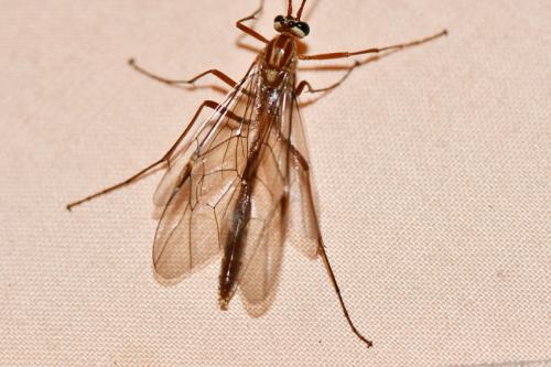 Réf. 242 393 : Ophion obscuratus